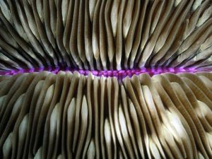 coral-mushroom