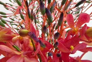 Close-up of Bromeliads with Mokara Orchids